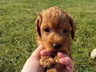 Cockapoo dogs Small F1b COCKAPOO Puppies (mini c/poo x toy poodl - Advert 1