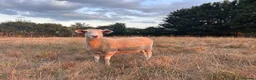 Sheep livestock for sale: Romney Ewe  in Ashford - Advert 1