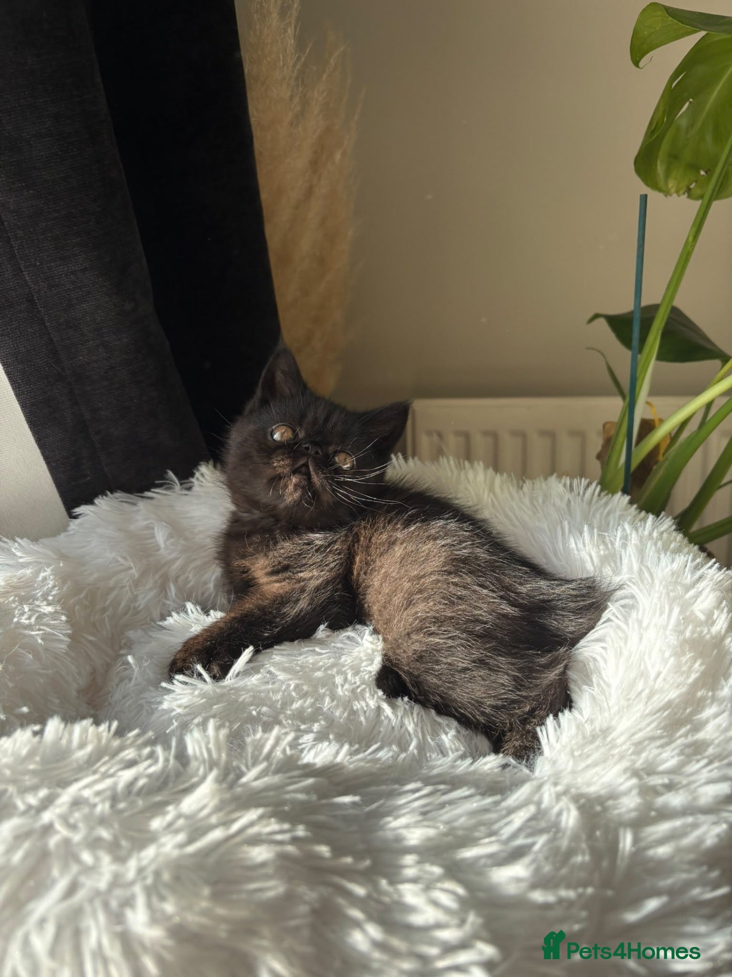 Exotic cats PET REGISTERED EXOTIC KITTENS  - Advert 1