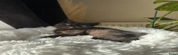 Exotic cats for sale: PET REGISTERED EXOTIC KITTENS  - Advert 5