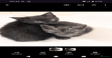 Mixed Breed cats - Advert 9