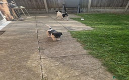 Jack Russell dogs for sale: 2 Jack russel pups in Maidstone - Image 11