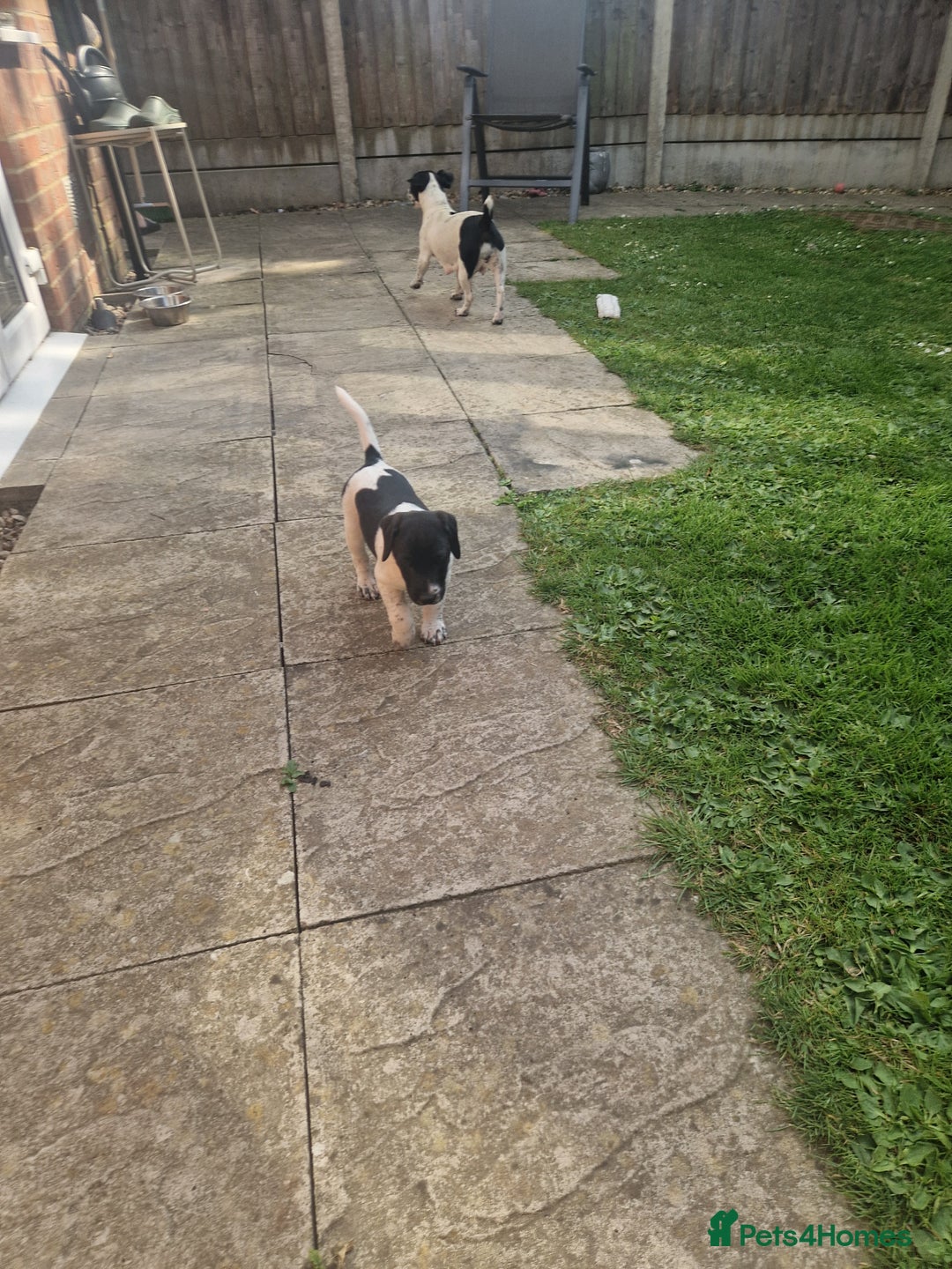 Jack Russell dogs for sale: 2 Jack russel pups in Maidstone - Image 11