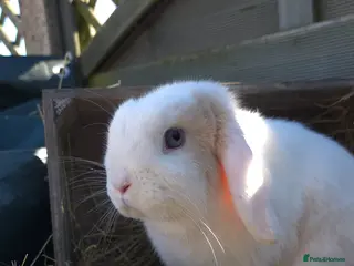 Mini Lop rabbits Mini lop Doe - Advert 1