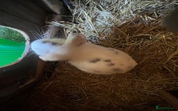 Mini Lop rabbits for sale: Male Rabbit  in Boston - Image 7
