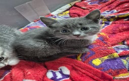 Mixed Breed cats for sale: 3 kittens 2 female 1 male - Image 6