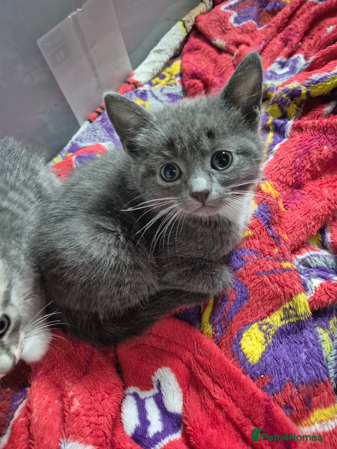 Mixed Breed cats for sale: 3 kittens 2 female 1 male - Image 6