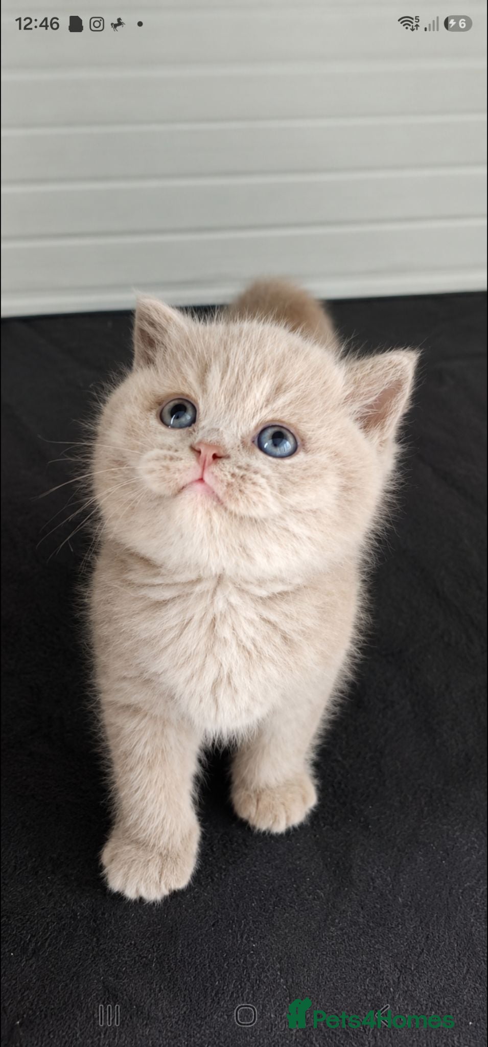British Shorthair cats GCCF/TICA registered beautiful litter - Advert 2