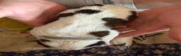 Saint Bernard dogs for sale: Exceptional St Bernard Puppies - Advert 14
