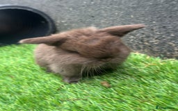 Mini Lop rabbits for sale: Beautiful mini lops - Image 8
