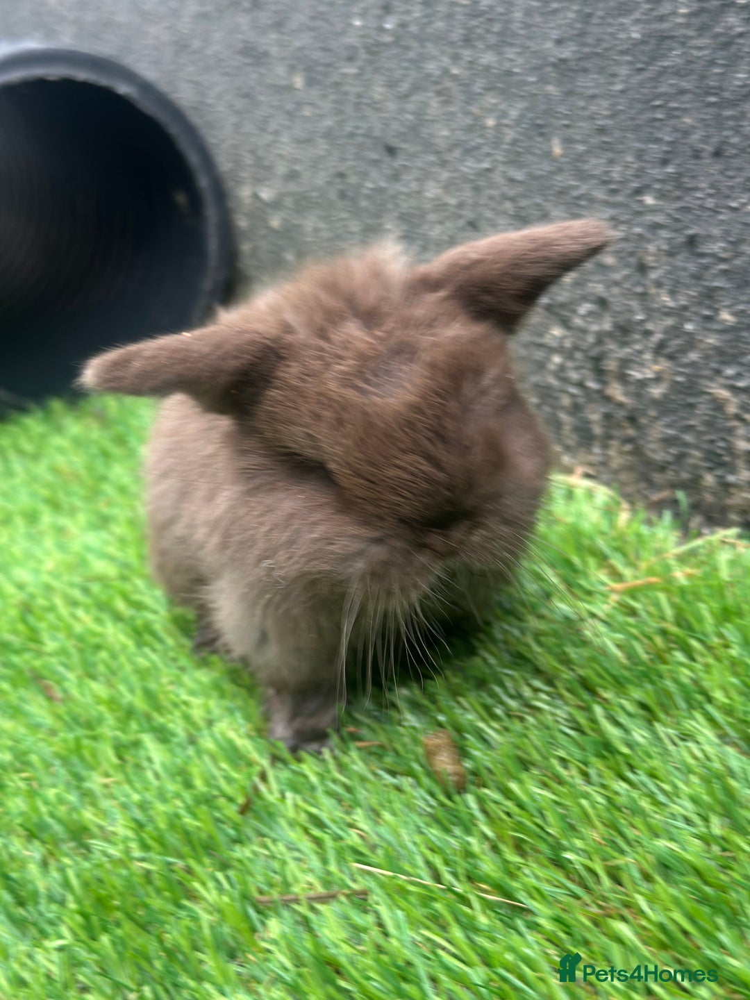 Mini Lop rabbits for sale: Beautiful mini lops - Image 8