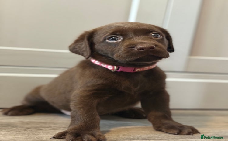 Labrador Retriever dogs - Advert 5