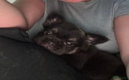 French Bulldog dogs for sale: Beautiful fluffy French bulldog girls pending pink - Image 12