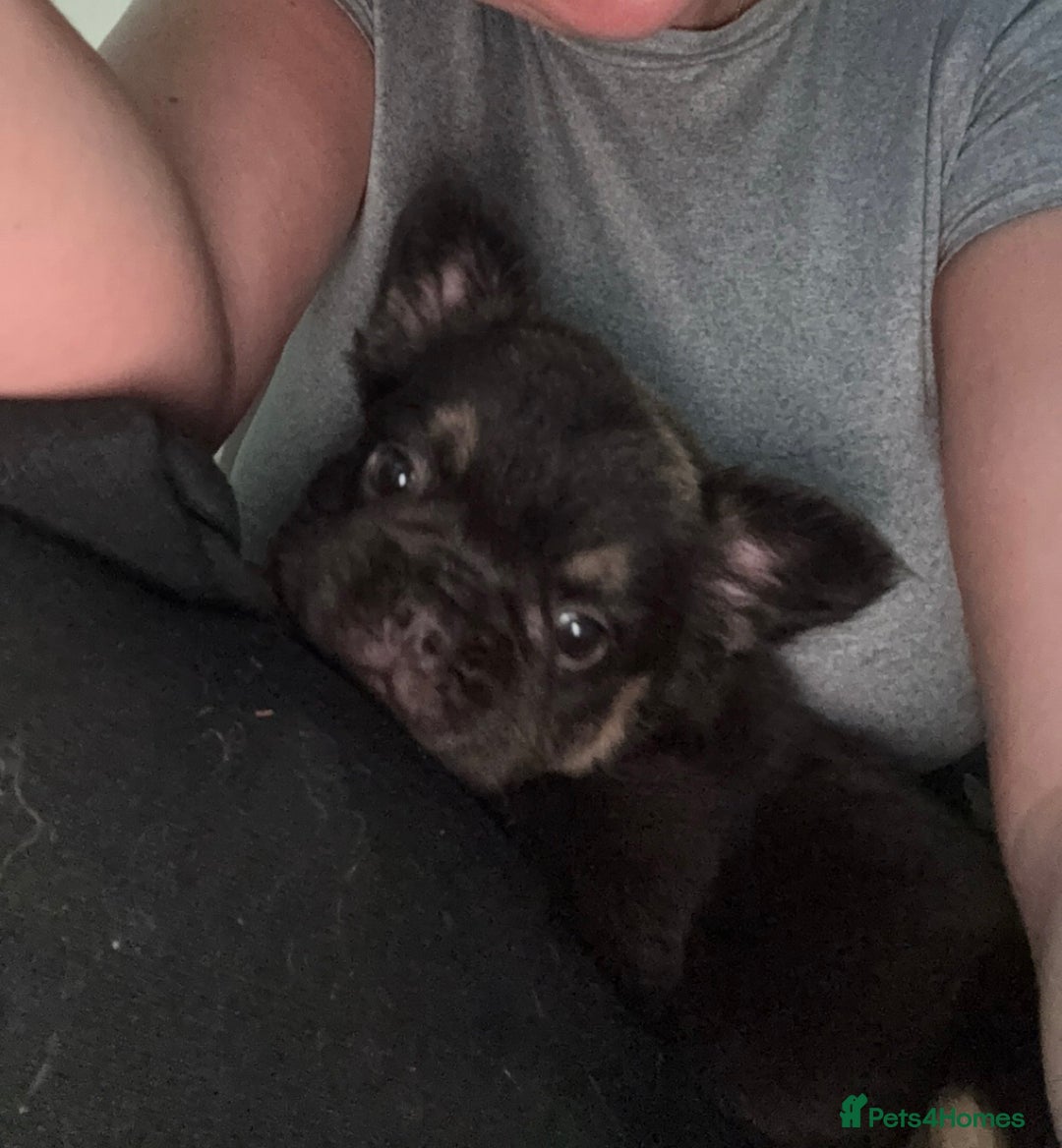 French Bulldog dogs for sale: Beautiful fluffy French bulldog girls pending pink - Image 12