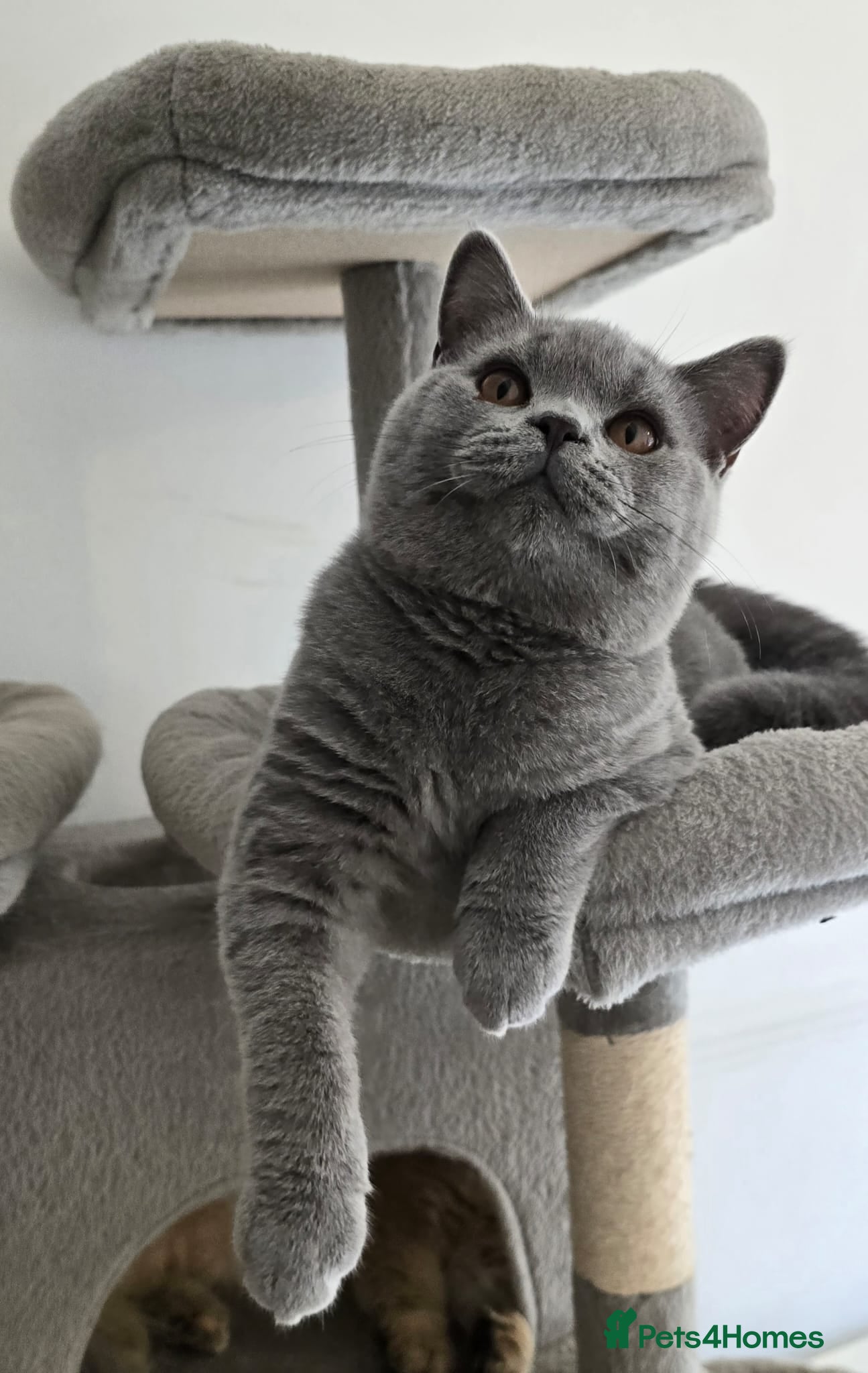 British Shorthair cats Stunning GCCF registered British shorthair boy!! - Advert 2