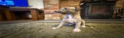 Whippet dogs for sale: KC Registered Whippet Puppies – Home Reared, - Advert 18