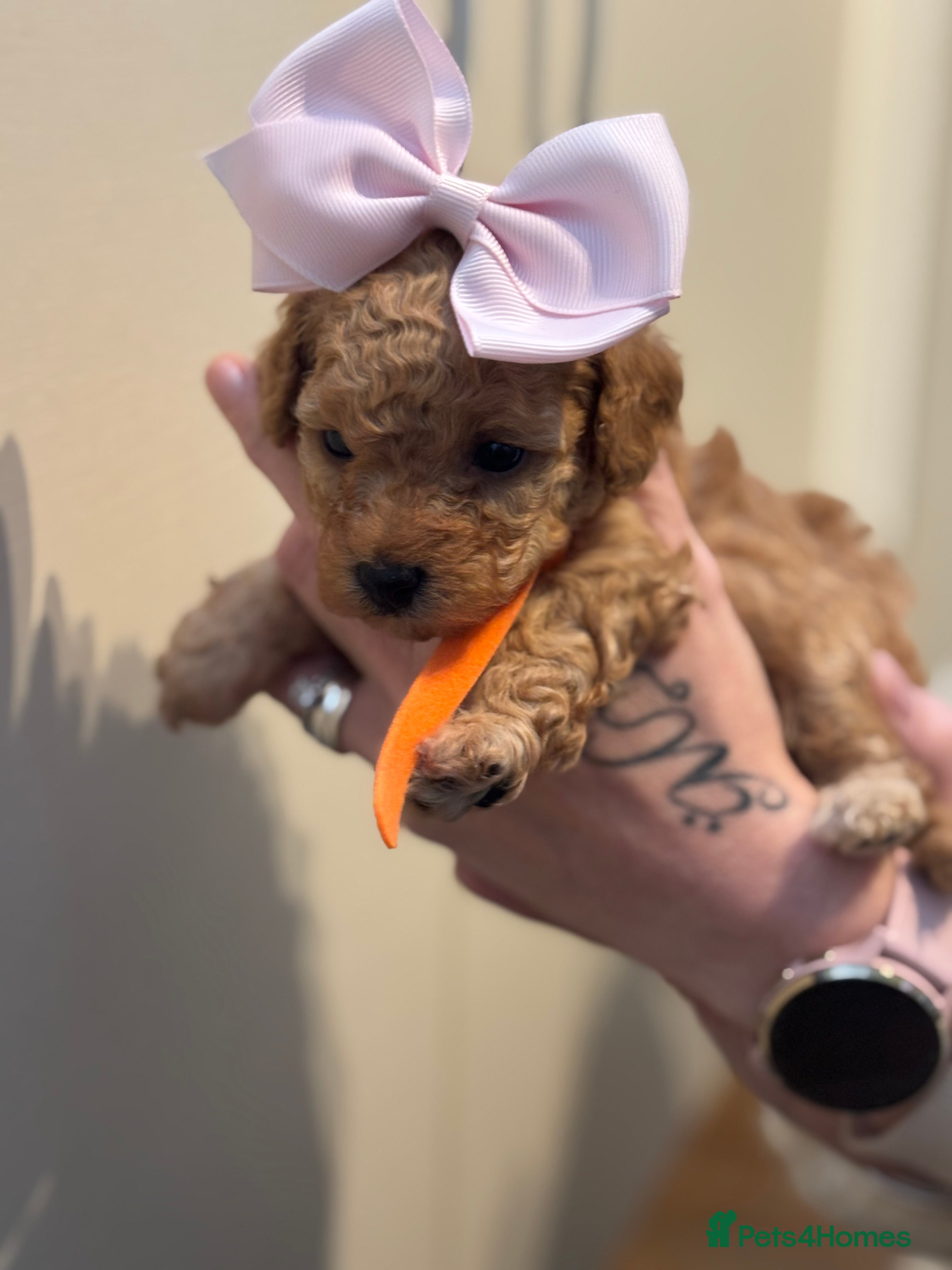 Poochon dogs F2 Poochon puppies   - Advert 2