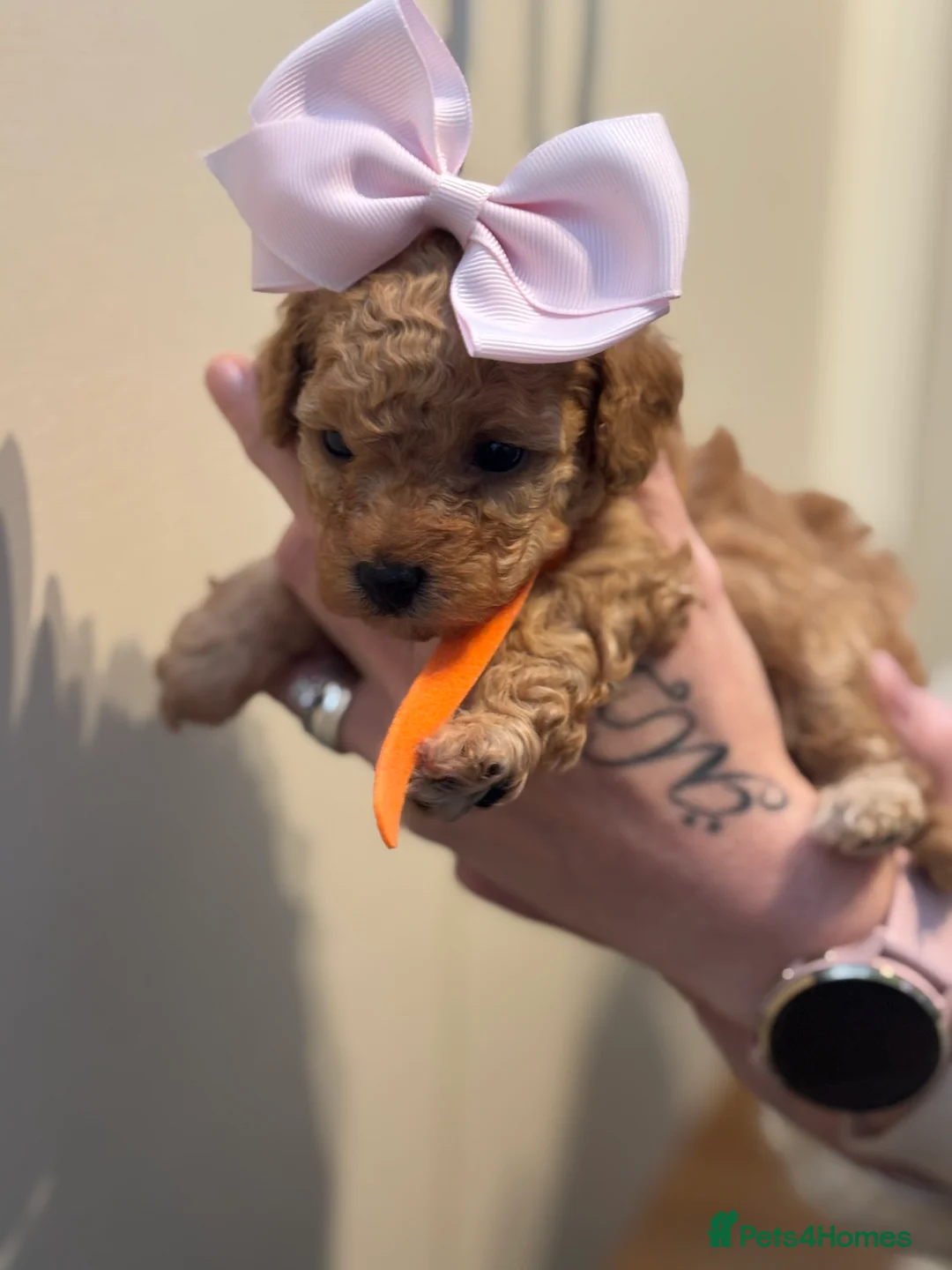 Poochon dogs for sale: F2 Poochon puppies   in Waterlooville - Advert 2