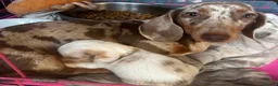 Miniature Dachshund dogs for sale: Cream dapple Miniature dachshund - Advert 1