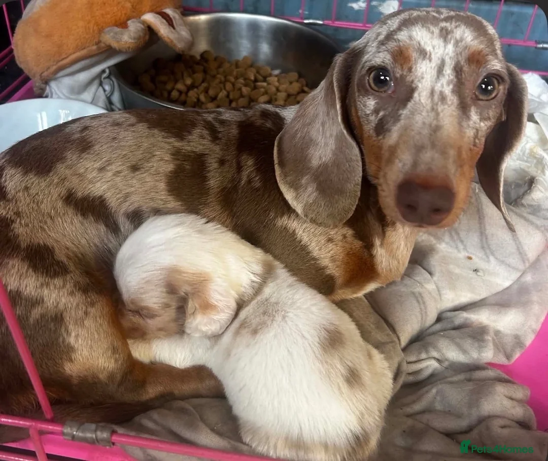 Miniature Dachshund dogs for sale: Cream dapple Miniature dachshund - Advert 1