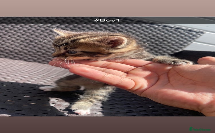 Domestic Shorthair cats for sale in Birmingham - Advert 1