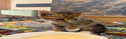 Mixed Breed cats for sale: Lovely Kittens for Sale in Trimdon Station - Advert 9