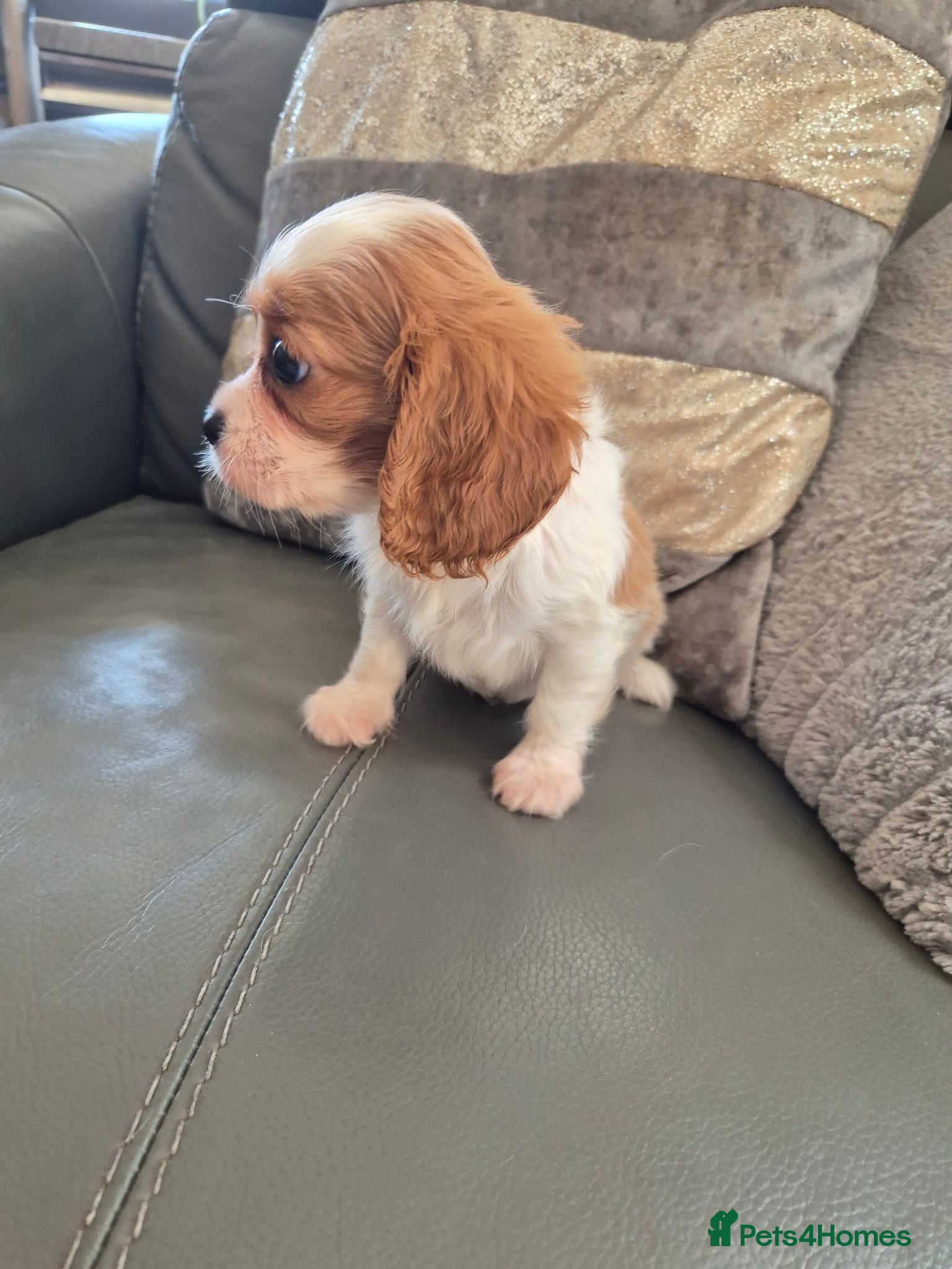 Cavalier King Charles Spaniel dogs KC Health Clear Cavalier King Charles Boys - Advert 2