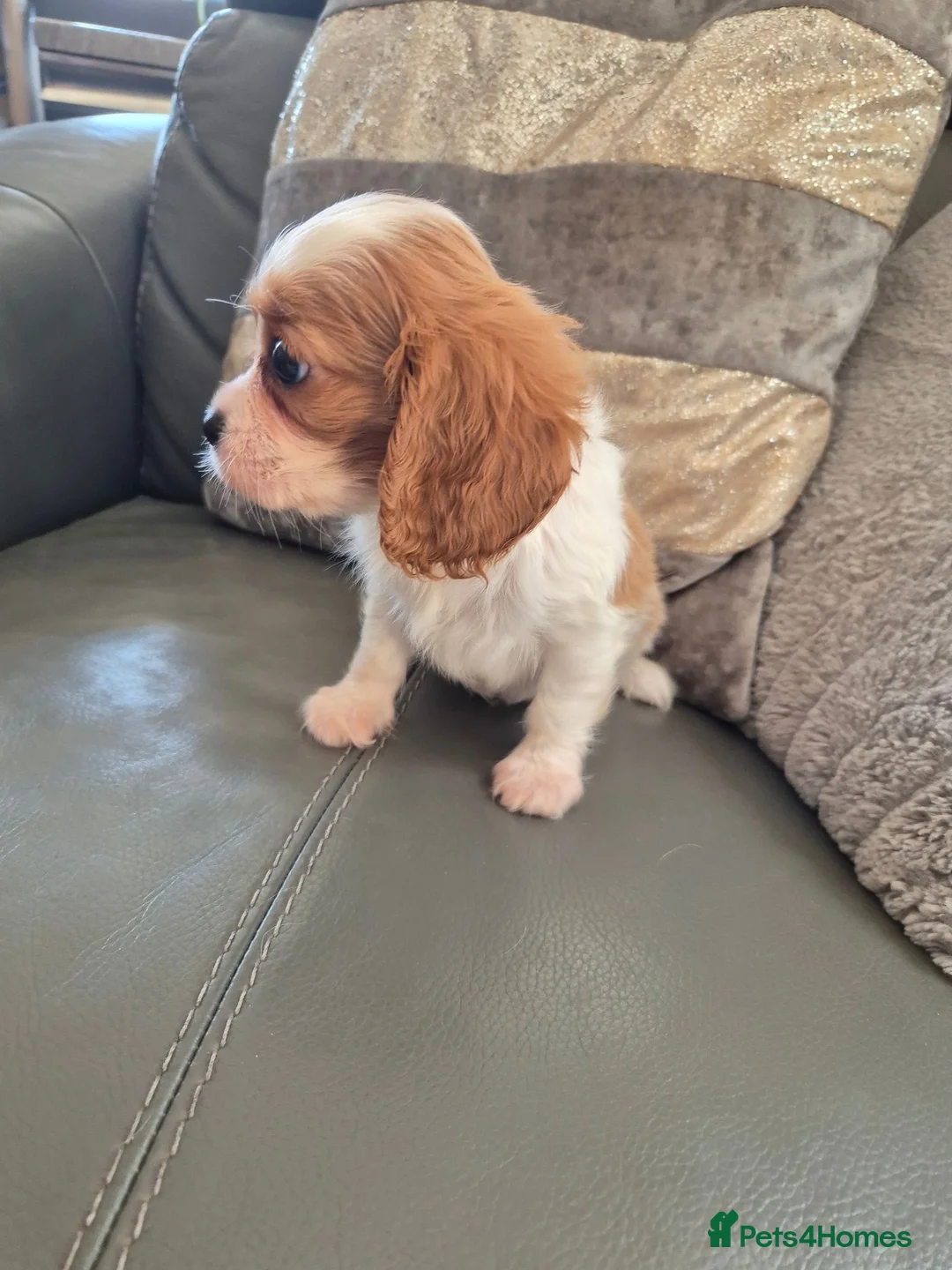 Cavalier King Charles Spaniel dogs for sale: KC Health Clear Cavalier King Charles Boys - Advert 2