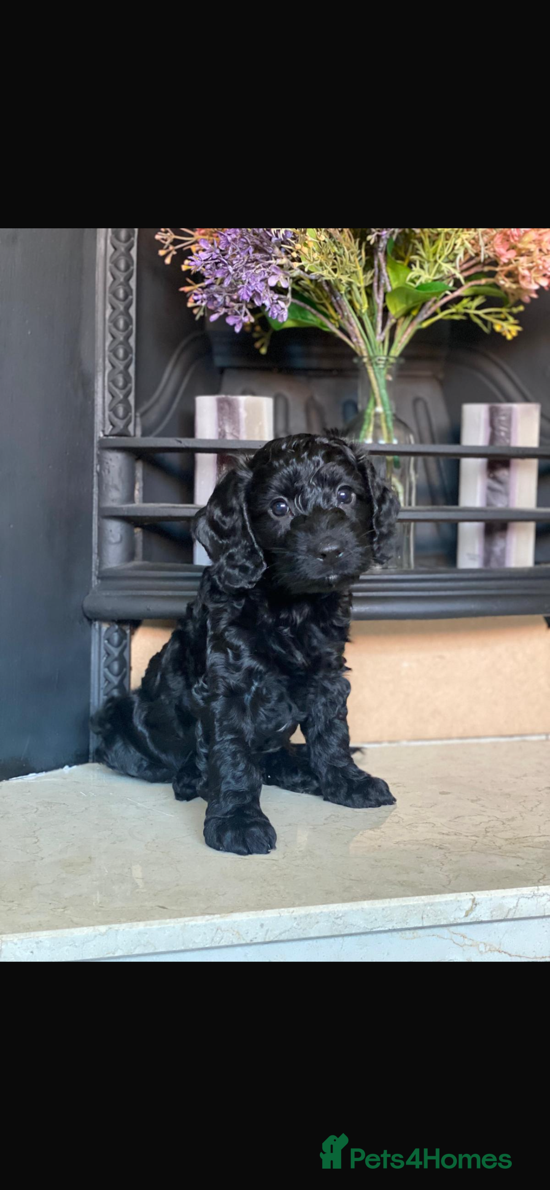 Poodle dogs for stud: GORGEOUS PHANTOM POODLE STUD  - Image 15