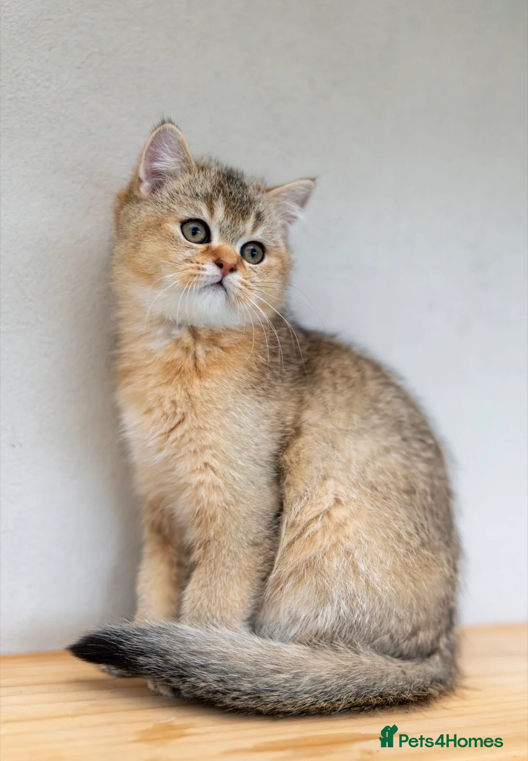 Scottish Fold cats for sale: Adorable Scottish Straight Kitten Available. - Advert 10