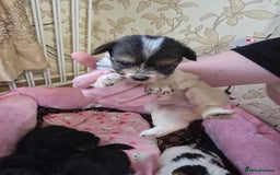 Yorkshire Terrier dogs for sale: 5 yorkies - Image 9