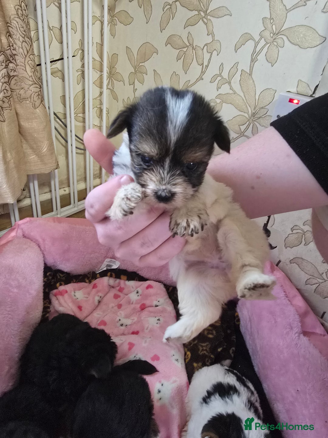 Yorkshire Terrier dogs for sale: 5 yorkies - Image 9