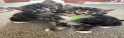 Mixed Breed cats for sale: Grey tabbies for sale - Advert 9