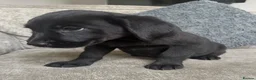 Goldador dogs for sale: Beautiful goldadors - Advert 12