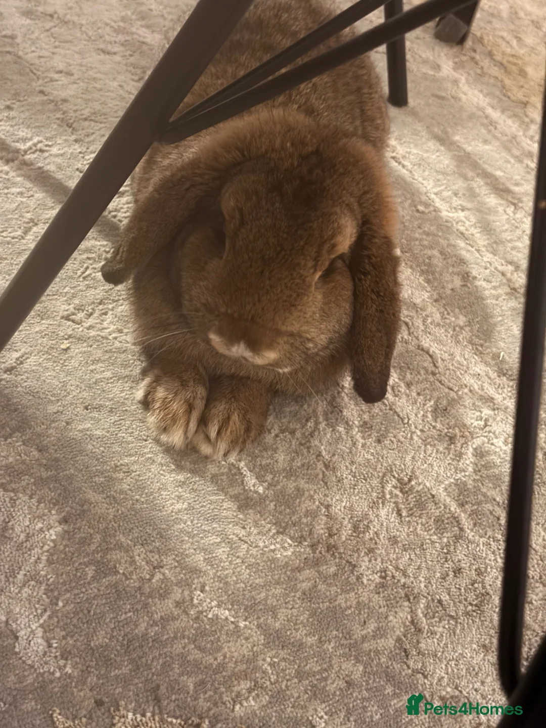 English Lop rabbits for sale: Rabbits - Advert 2
