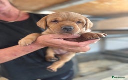 Labrador Retriever dogs for sale: Labrador Kc registered  - Image 4