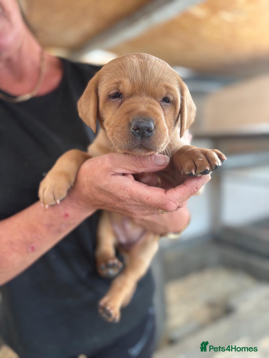 Labrador Retriever dogs for sale: Labrador Kc registered  - Image 4