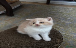British Shorthair cats for sale: Gccf british shorthair kittens  - Image 13