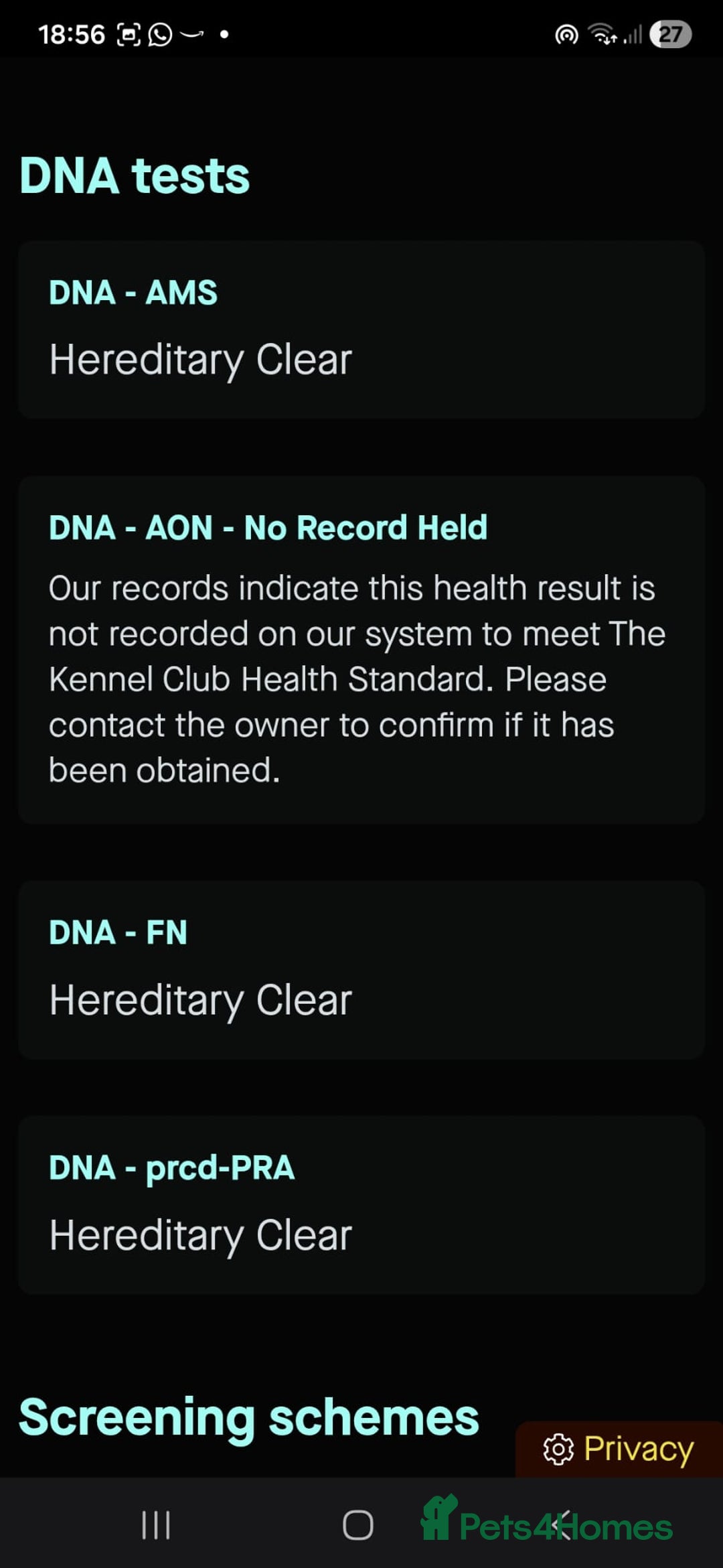 Cockerdor dogs for sale: Gorgeous Cockerdor puppies. Health Tested Parents. - Advert 12