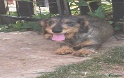 Miniature Dachshund dogs for sale: wire haired miniature dachshund  - Image 4