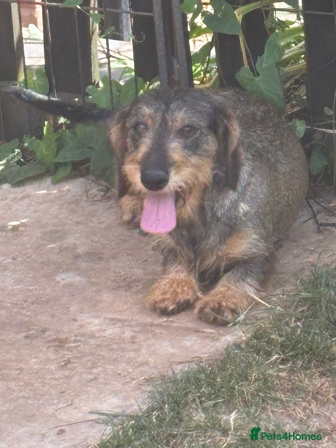 Miniature Dachshund dogs for sale: wire haired miniature dachshund  - Image 4