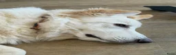 German Shepherd dogs for sale: White German shepherd  - Advert 6