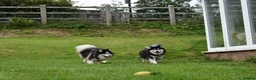 Pomsky dogs for sale: F4 Genuine Pomskies from health tested parents - Advert 2