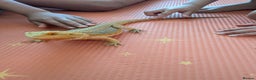 Bearded Dragon reptiles for sale: Beardie  - Advert 1