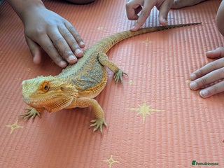 Bearded Dragon reptiles Beardie - Advert 1