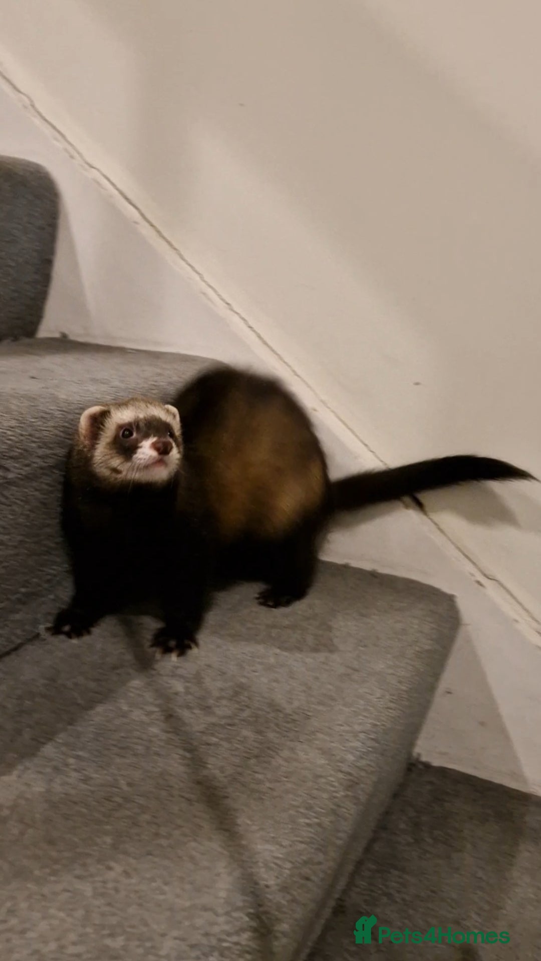 Ferret rodents for sale: Super sweet and friendly male ferret - Advert 3