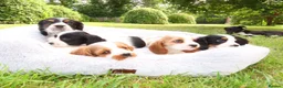 Cockalier dogs for sale: Cockalier puppies - 5 in litter  in Tonbridge - Advert 24