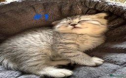 Scottish Fold cats for sale: Adorable Scottish Fold Kittens Ready for New Homes - Image 21
