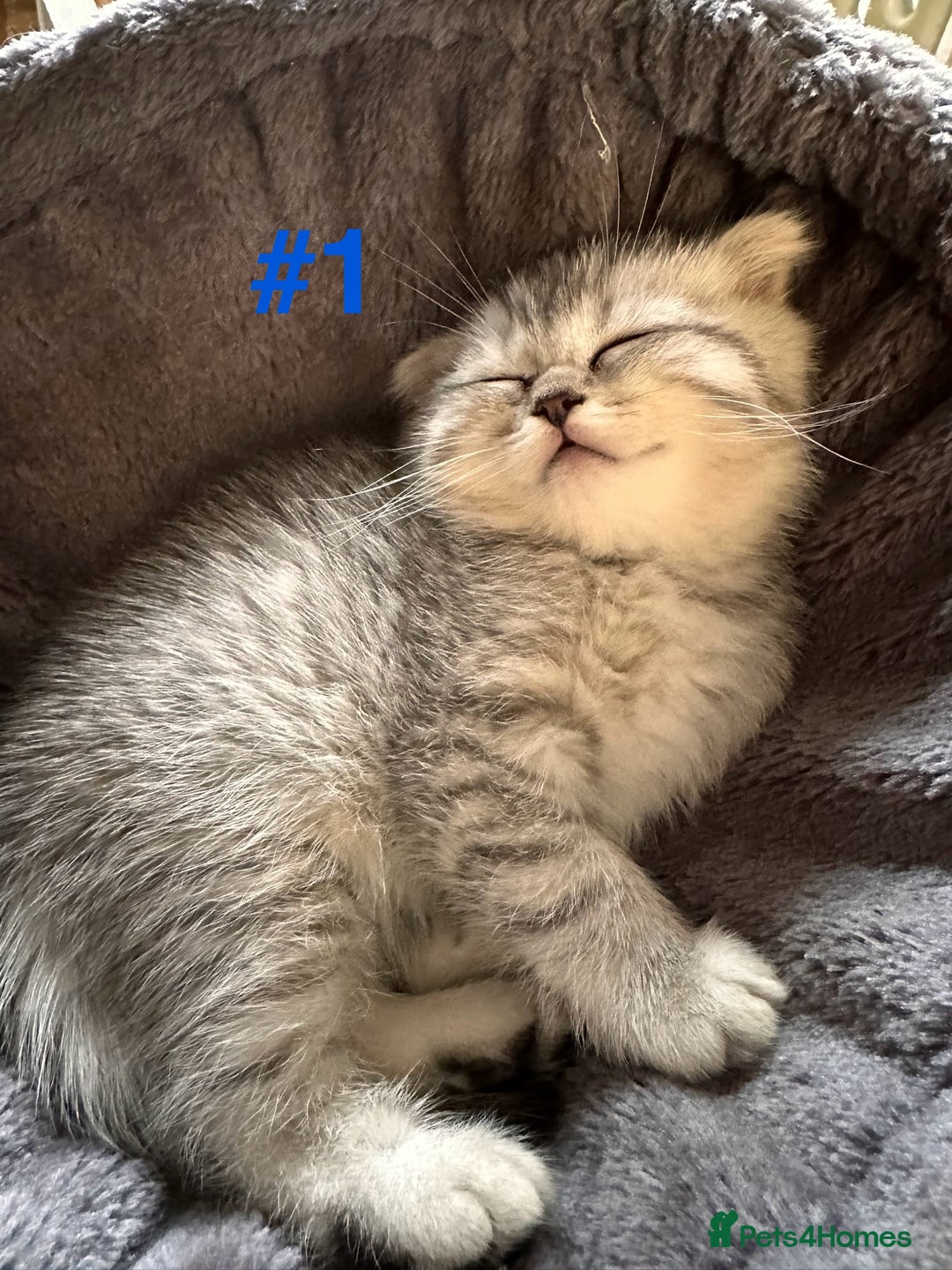 Scottish Fold cats for sale: Adorable Scottish Fold Kittens Ready for New Homes - Image 21