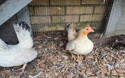 Chickens poultry for sale:  2 Female Serama Chickens + Nearly-New Grey Coop - Advert 4